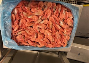 Langostinos de Agua Fría Pandalus Borealis - Product Image 2