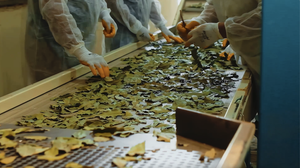 สมุนไพรลอเรลอบแห้งแบบตุรกีสำหรับอุตสาหกรรมอาหาร5-10ซม. - Product Image 5