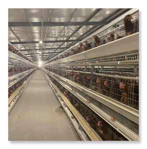 อุปกรณ์ฟาร์มสัตว์ปีกอัตโนมัติ  กรงเลี้ยงไก่ไข่แบบ H  กรงเลี้ยงไก่ไข่แบบแบตเตอรี่สำหรับอุตสาหกรรม  มีจำหน่าย - Product Image 3