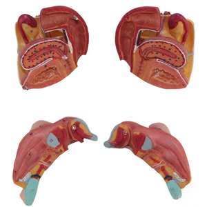 Модель медицинского обучения Женская репродуктивная система модель для гинекологии и анатомии - Product Image 3
