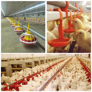 GREAT FARM Nồi Hơi <span class=keywords><strong>Feeder</strong></span> Tự Động Gia Cầm Feeders Và Drinkers Tự Động Gà <span class=keywords><strong>Feeder</strong></span> Hệ Thống Dòng - Product Image 2