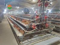 Cage à poules pondeuses de type A, cage d'élevage en structure A pour ferme avicole