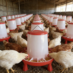 Tempat Makan dan Minum Unggas Besar 1.5kg hingga 12kg Merah Putih, Tempat Pakan Ayam Gantung, Ember Pakan Unggas - Product Image 5