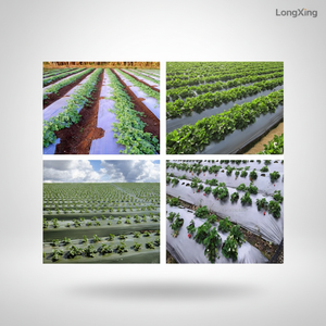 <span class=keywords><strong>Film</strong></span> de paillage agricole LDPE avec protection UV Noir/Argent/Transparent/Blanc - Product Image 1
