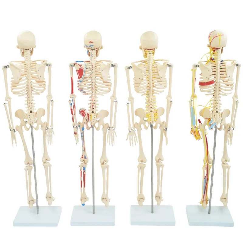 Medical Science 23cm Human Skeleton Anatomical Teaching Model