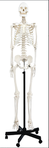ADA ADA-A101BVN Mannequin médical, modèle de squelette humain avec système neurovasculaire, taille réelle 170 cm - Product Image 5