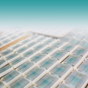 医学教育寄生虫学スライドセット機器 ジアルジア・ラムビアの胞子 W.M. - Product Image 4