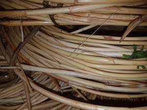 Eco-friendly <b>Rattan</b> Cane <b>Webbing</b> / <b>Rattan</b> Peel / <b>Rattan</b> Core and Make White As Required +84815570479 - Product Image 5