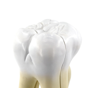 Modèle de molaire, usage dentaire, dent amovible, enseignement de l'anatomie dentaire humaine, démonstration biologique - Product Image 2