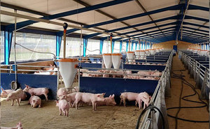 <span class=keywords><strong>Maison</strong></span> préfabriquée à faible coût pour l'élevage de chèvres Construction légère Salle d'équitation et ferme de moutons Services de coupe et de soudage inclus - Product Image 5