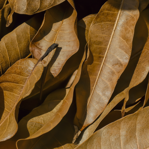 Remise spéciale sur les feuilles de mangue séchées crues de qualité supérieure pour la santé et le bien-être - Product Image 1