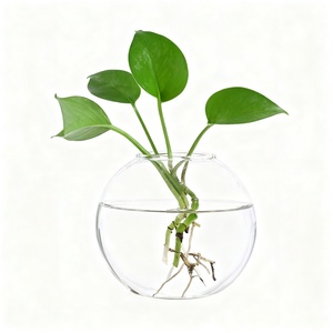 <span class=keywords><strong>Vaso</strong></span> <span class=keywords><strong>in</strong></span> <span class=keywords><strong>Vetro</strong></span> Trasparente Creativo Europeo Rotondo per Coltura Idroponica <span class=keywords><strong>di</strong></span> <span class=keywords><strong>Piante</strong></span> e Fiori per Soggiorno e Ufficio - Product Image 1