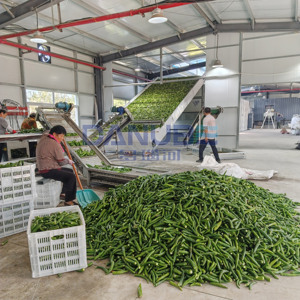Nueva Línea de Producción de Secado de Pimiento Verde, Secador de Pimiento Verde con Cinta Transportadora de Malla, Deshidratador de Pimiento Verde - Product Image 5