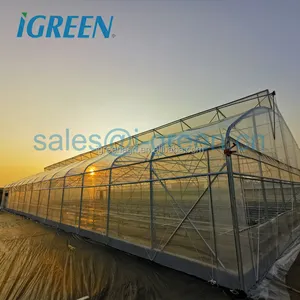 低成本廉价蔬菜坚固框架温室钢结构