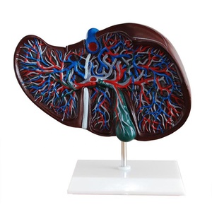 Modèle anatomique du foie humain de haute qualité et au meilleur prix pour l'enseignement et l'apprentissage de la <span class=keywords><strong>biologie</strong></span> - Product Image 5