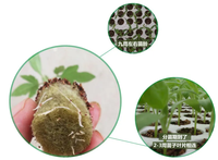 Hidroponik bukan Netpots Cocopeat Clone Seed Starter sistem penumbuh hidroponik kubus wol batu