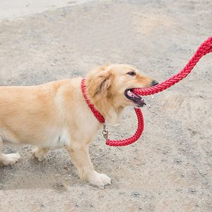 KingHon - Juego de Correa y Collar de Nailon Trenzado para Perro, Disponible en 26 Colores, Correa para Mascotas al por Mayor - Product Image 5