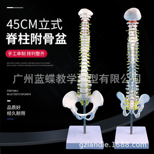 Modèle de colonne vertébrale humaine et de bassin de 45 cm : Pratique de la manipulation osseuse ; Neurologie de la colonne vertébrale et des disques intervertébraux - Product Image 1