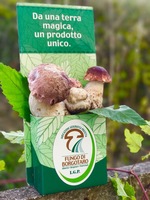 Champignons Borgotaro Porcini Pgi frais authentiques de haute qualité 3Kg
