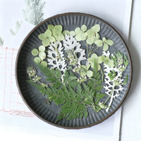 Ensemble de fleurs pressées naturelles, couleur naturelle, préservées, avec des types variés pour le scrapbooking, cadre photo, art floral pressé