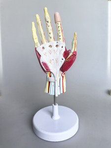 Modelo Anatómico Numerado de Mano Humana <span class=keywords><strong>con</strong></span> Estructura Multicapa, Músculos y Nervios para Enseñanza Médica - Product Image 4