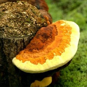 Bột Chiết Xuất Nấm Hoof Đen & Phellinus Linteus Thu Hoạch Tự Nhiên 100% 30% Polysaccharide , 2% <span class=keywords><strong>Triterpene</strong></span> - Product Image 1