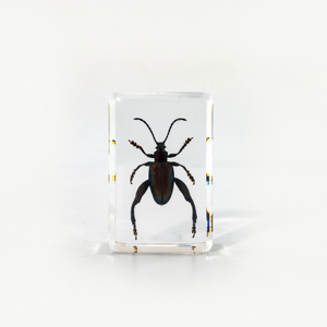 Benji-مجسمات حشرات حقيقية, مصنوعة من الراتينج ، باللون الأخضر ، الزهري ، الخنفساء ، حشرة ، مصنع بوزن الورق - Product Image 6