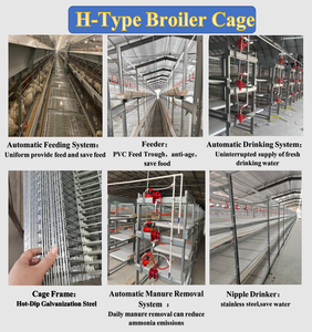 Équipement d'élevage avicole automatique 3 niveaux 60 poulets, cage à batterie <span class=keywords><strong>pour</strong></span> poulets de chair et poules pondeuses - Product Image 6