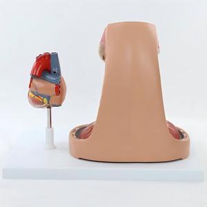 Pleura, Solunum Sistemi, Timus, Diyafram ve Kalp Entegre Anatomi Modeli - Product Image 4
