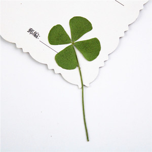 Handicraft <strong>Flower</strong> <strong>Press</strong> Four Leaf Clover Bulk Pack Fresh Real Pressed Natural Dried <strong>Flowers</strong> Dried Pressed <strong>Flower</strong> for Resin - Product Image 6