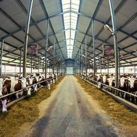 Estructura de Acero Agrícola con Diseño 3D Tekla, Estructura de Acero Q355B para Almacenamiento en Granjas Lecheras Industriales
