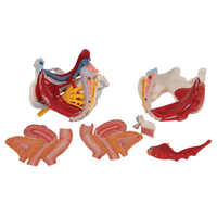 Modelo Anatómico de Músculos del Suelo Pélvico Femenino, Órganos Pélvicos con Nervios Vasculares Adjuntos, Natural, Grande, 6 Partes, Material PVC, Médico