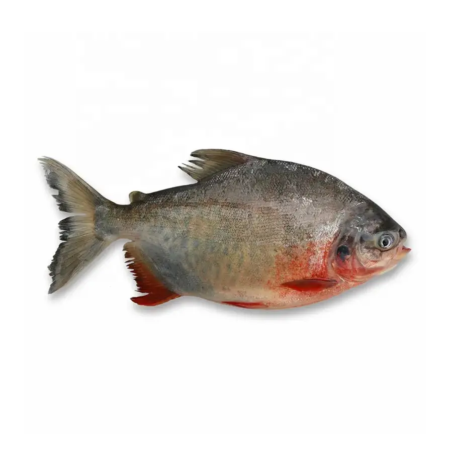 IQF IWP IVP toplu dondurulmuş balık çin Seafoods balık Pomfret tüm ticaret kırmızı Pacu bütün yuvarlak kırmızı Pomfret balık fiyatı