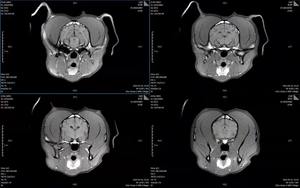 0.5 T <span class=keywords><strong>MRI</strong></span>マシンペット病院医療超伝導<span class=keywords><strong>MRI</strong></span>マシン - Product Image 4