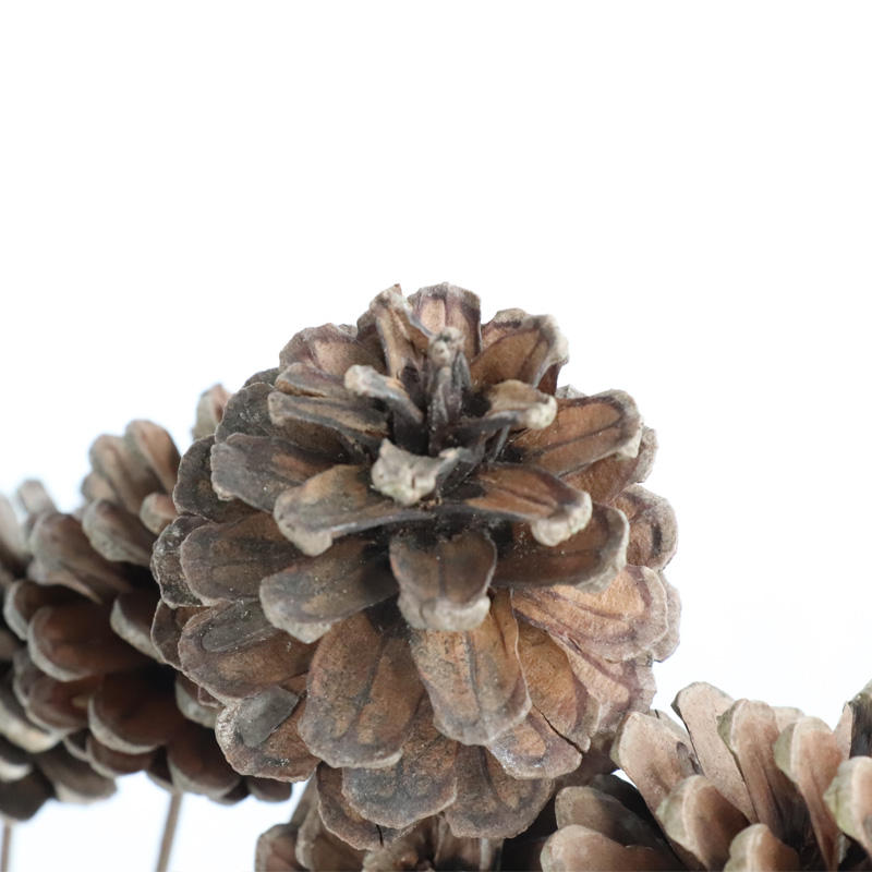 批发干花装饰松果独特的ins风格婚纱墙装饰家居布置 - buy pinecones