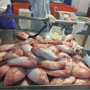 Meilleures ventes <span class=keywords><strong>de</strong></span> produits <span class=keywords><strong>de</strong></span> la mer, tilapia rouge congelé entier, <span class=keywords><strong>poisson</strong></span> frais rond à vendre - Product Image 4
