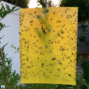 กับดักเหนียวแบบใช้แล้วทิ้งที่เป็นมิตรกับสิ่งแวดล้อมสีเหลืองสองด้านแข็ง10แพ็กสำหรับ<span class=keywords><strong>มด</strong></span> - Product Image 1