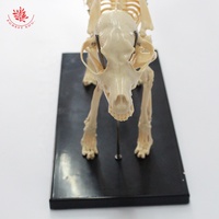 Modèle anatomique d'animal Chat en plastique Modèles de squelette d'animal Squelette de chat Science médicale Squelette de chat