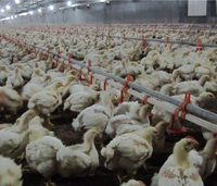 Nouvel équipement d'élevage avicole automatique en acier inoxydable, portable et sur pied, pour mangeoires à poulets, fourni par l'usine chinoise