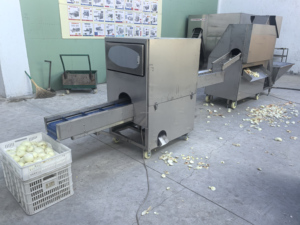 Attrezzatura Commerciale a Due Tracce per Pelatura Continua e Taglio delle Radici delle Cipolle per Lavorazione di Verdure - Product Image 3