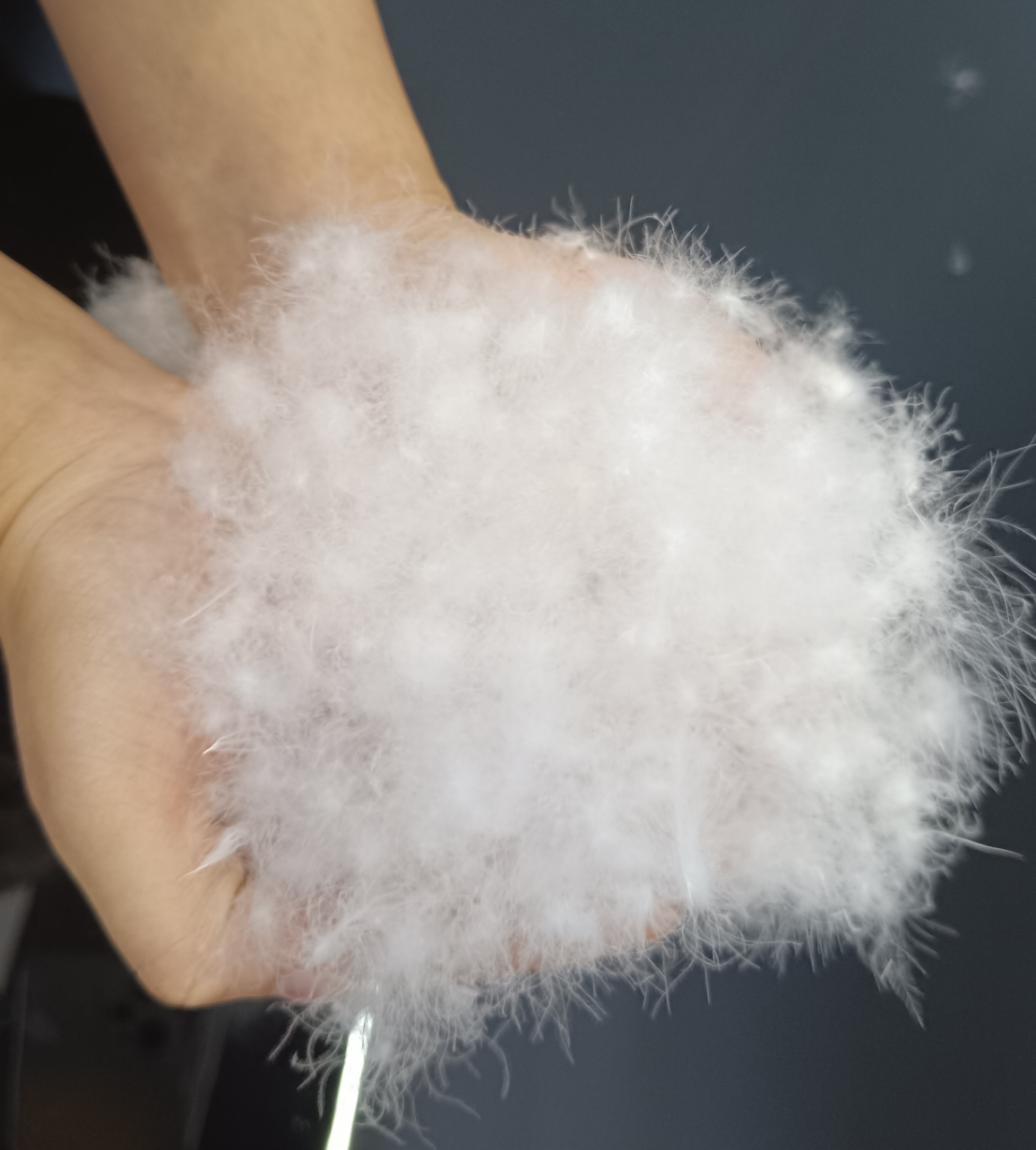 High Quality White Duck Feather Filler Washed White Down for Duvet Jacket