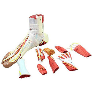 Kaki Model Anatomi Anatomi Regional Kaki dengan Neurovaskular Ligamen Anatomi Sendi Pergelangan Kaki Otot Pembuluh Darah Ligamen - Product Image 1