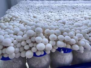 DETAN Fábrica Chinesa Cultivado Exportado Exótico Fresco Caranguejo Branco Shimeji <span class=keywords><strong>Mushroom</strong></span> Price - Product Image 2