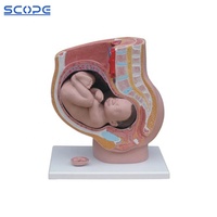 Modelo Anatómico de Sección Sagital de Pelvis Femenina de Simulación de PVC Humano