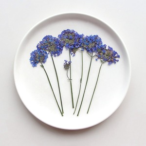 <span class=keywords><strong>Fleur</strong></span> séchée de <span class=keywords><strong>verveine</strong></span> de saule, spécimen végétal pressé, marque-page, cadre photo, <span class=keywords><strong>fleur</strong></span> pressée pour bricolage et collage - Product Image 1