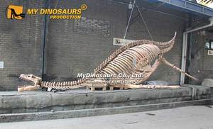 MY DINO DS-152 Exposition de dinosaures, squelette de dinosaure, petit plesiosaure - Product Image 6