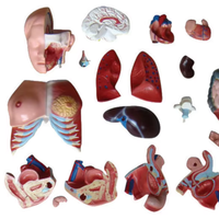 Fournitures médicales, modèle de torse humain à 21 parties, 85 cm, modèle trisexe
