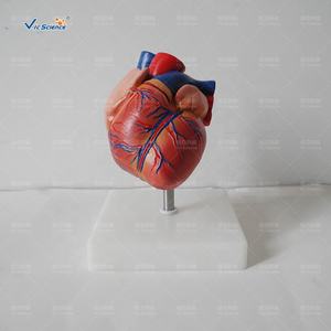 Новая модель человеческого сердца в натуральную величину - Product Image 3