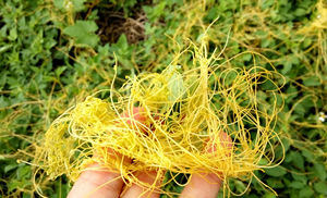 Лидер продаж, Натуральный китайский экстракт семян, порошок, экстракт семени Cuscuta Reflexa, порошок Cuscutae по лучшей цене - Product Image 4