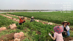 แครอทสดปลูกในฟาร์มส่งออกเวียดนามผักคุณภาพดีสำหรับการค้าระหว่างประเทศ - Product Image 5